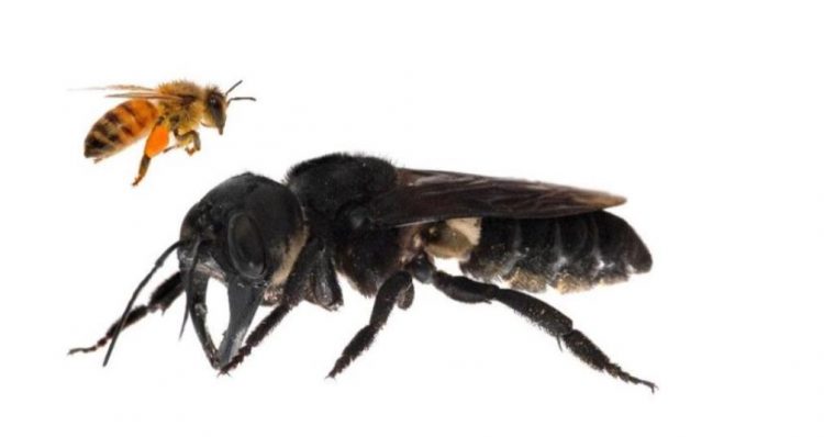 Hilang selama 38 tahun, lebah raksasa ditemukan di Maluku Utara